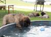 images/T-Wurf/T-Wurf Wo 9/3S8A2954-Bearbeitet.jpg
